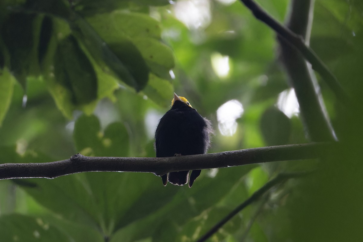 Golden-headed Manakin - Michael Todd