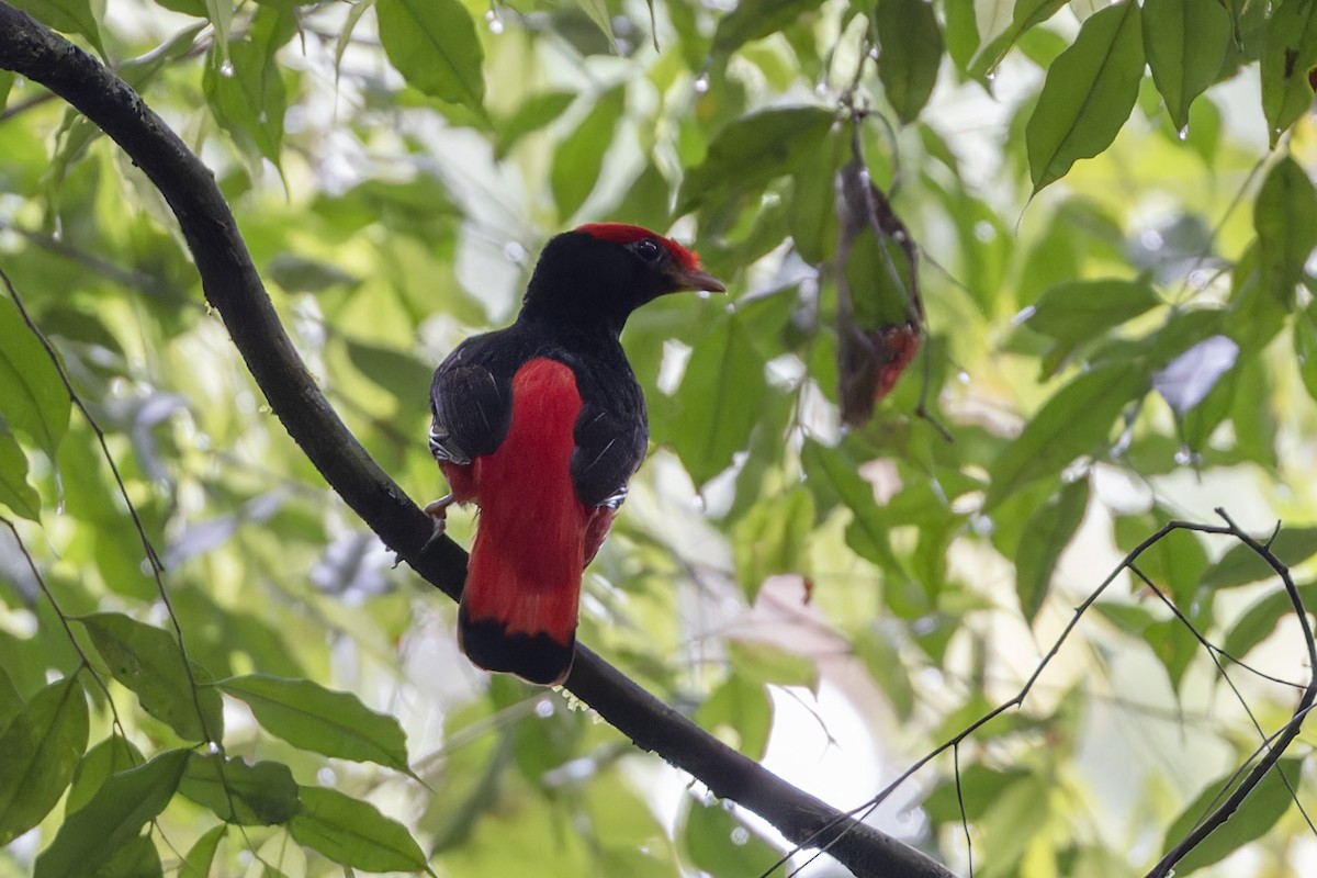 Cotinga Rojo Cuellinegro - ML621544681