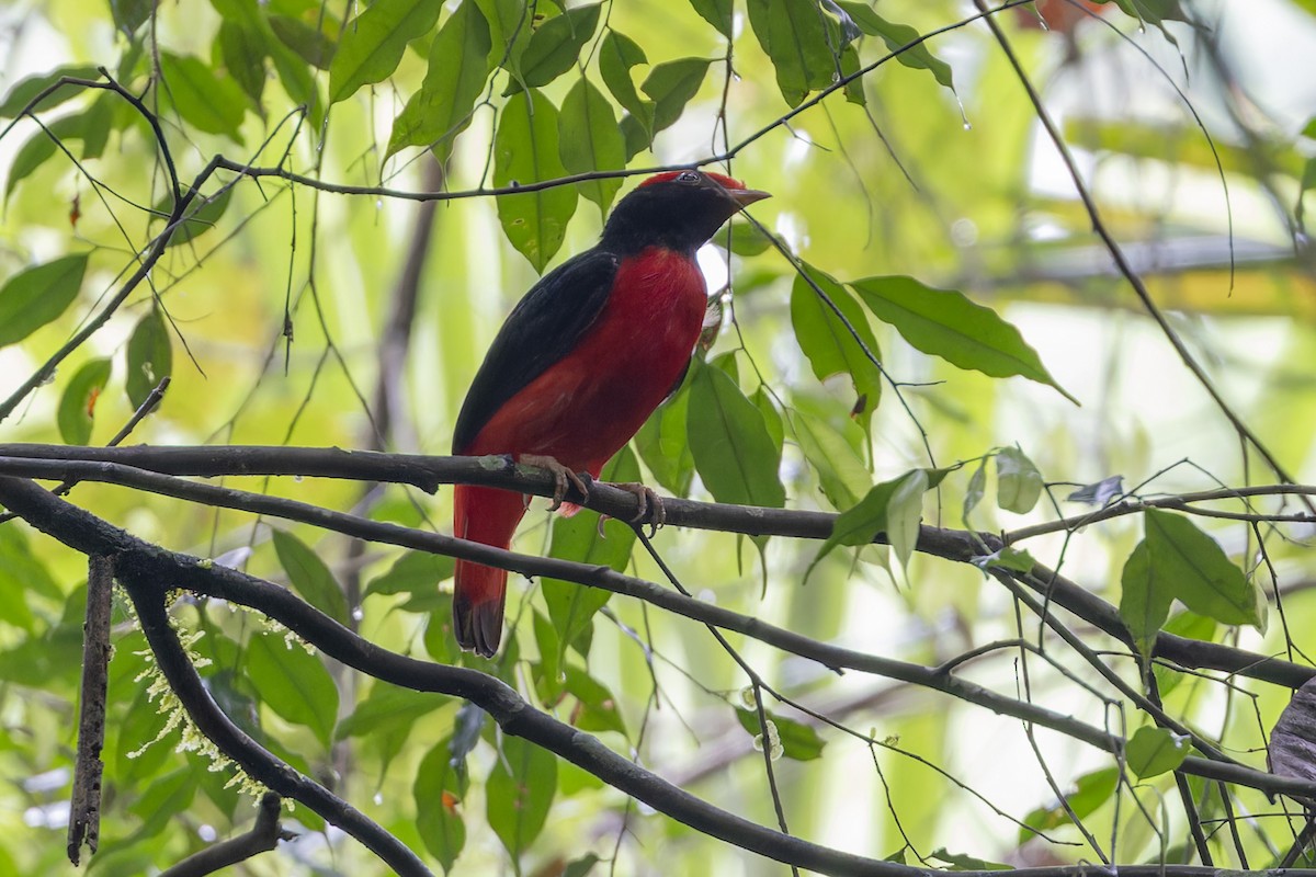 Black-necked Red-Cotinga - ML621544683