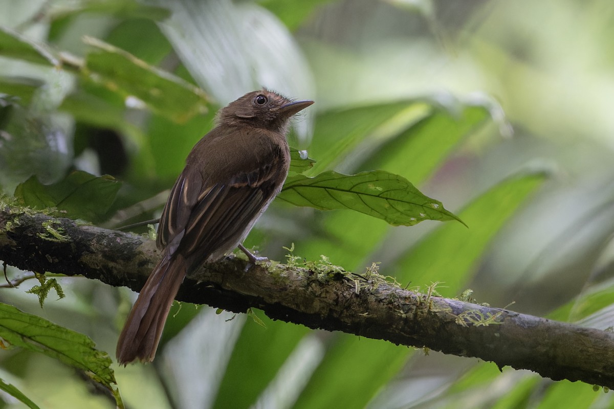 Brownish Twistwing - ML621544686