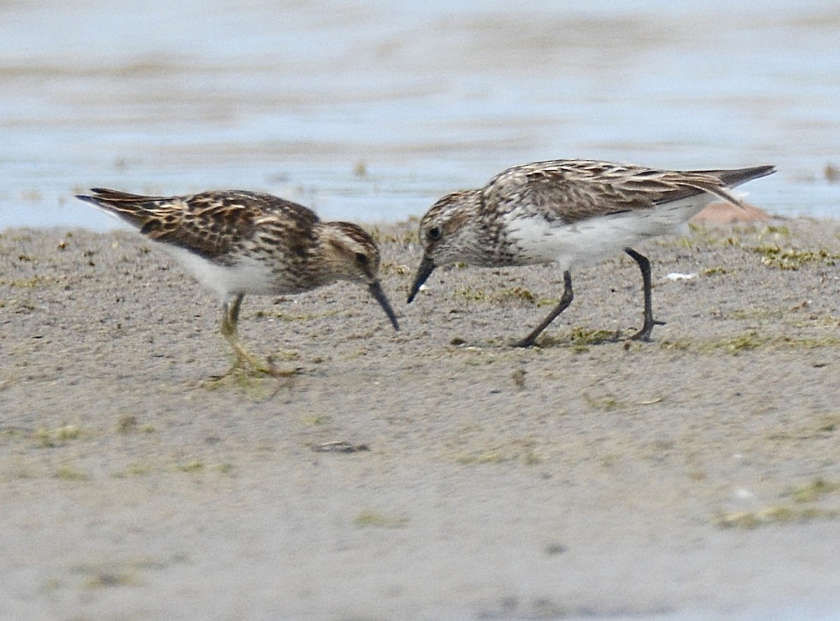 Semipalmated Sandpiper - Jax Nasimok