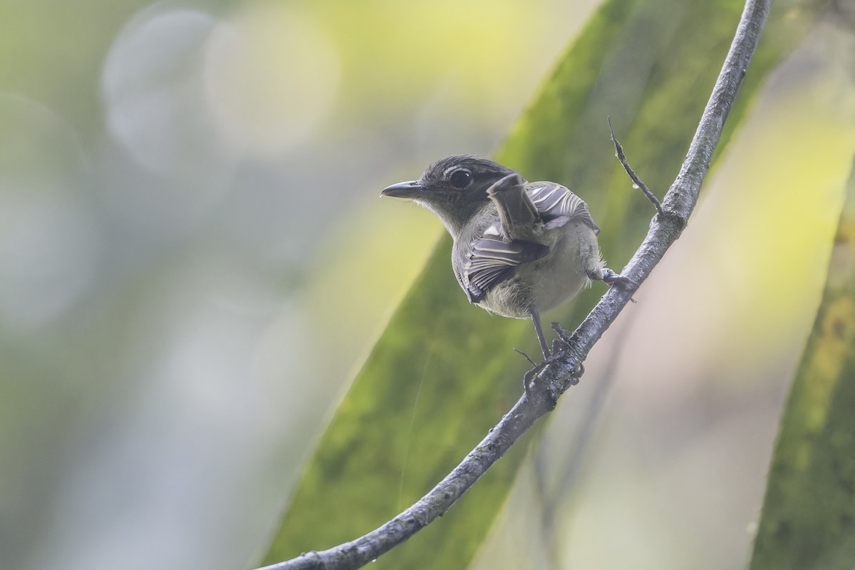 Yellow-margined Flatbill - ML621544689