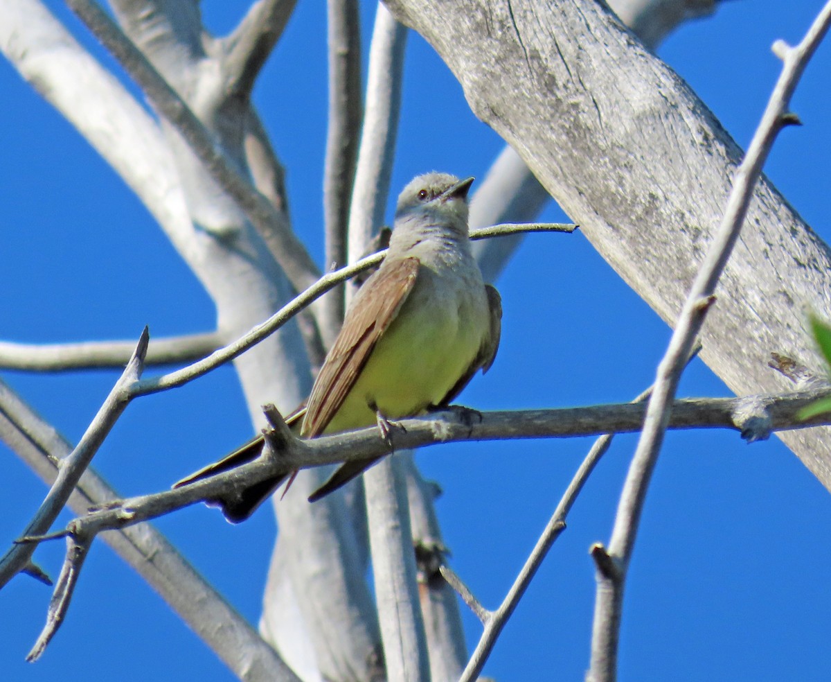 Western Kingbird - ML621544708