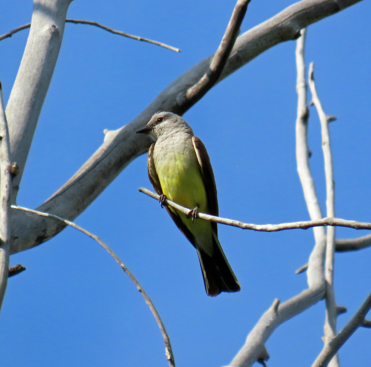 Western Kingbird - ML621544710