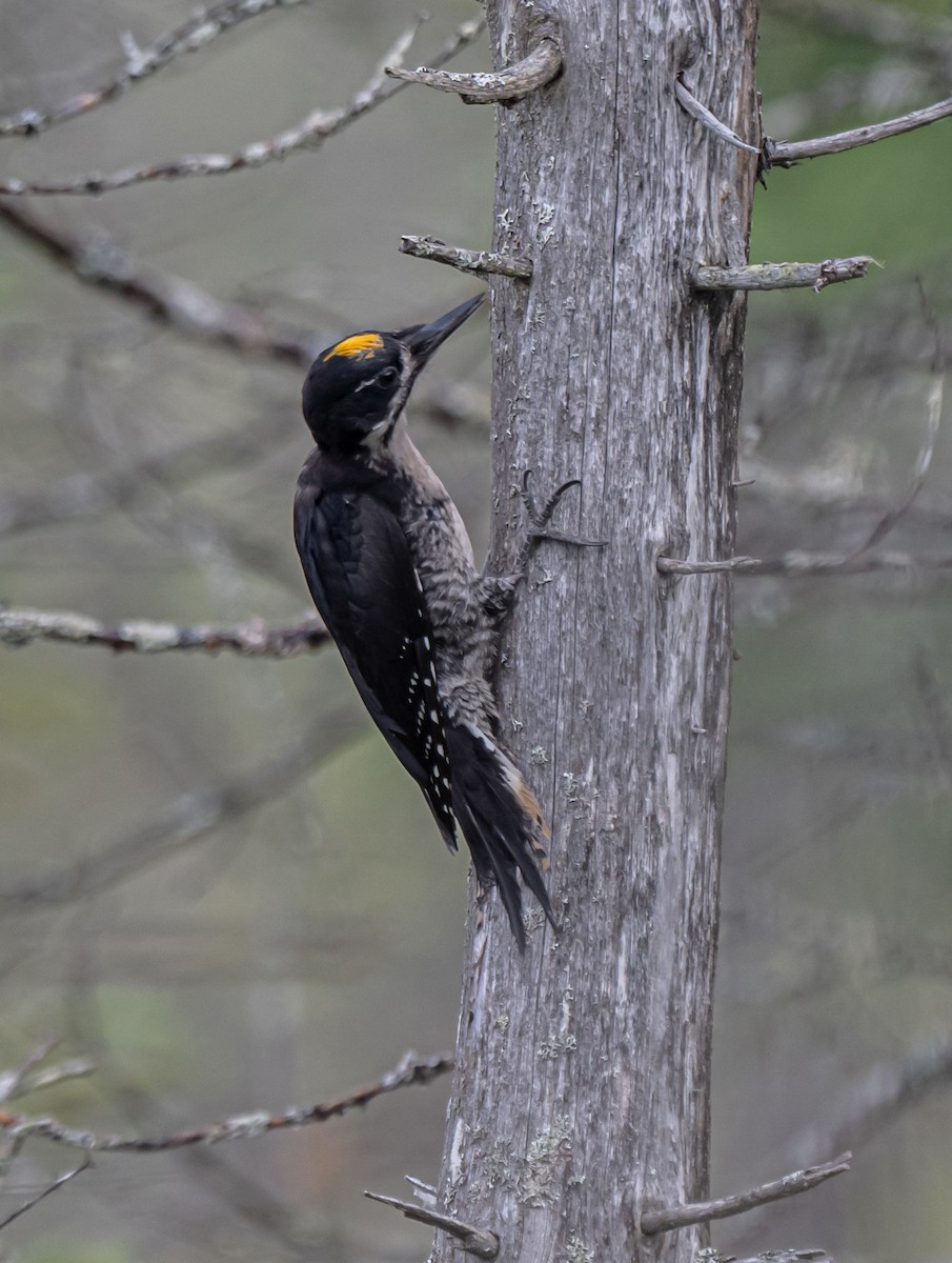 Black-backed Woodpecker - ML621544820