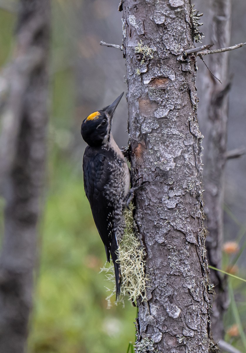 Black-backed Woodpecker - ML621544821