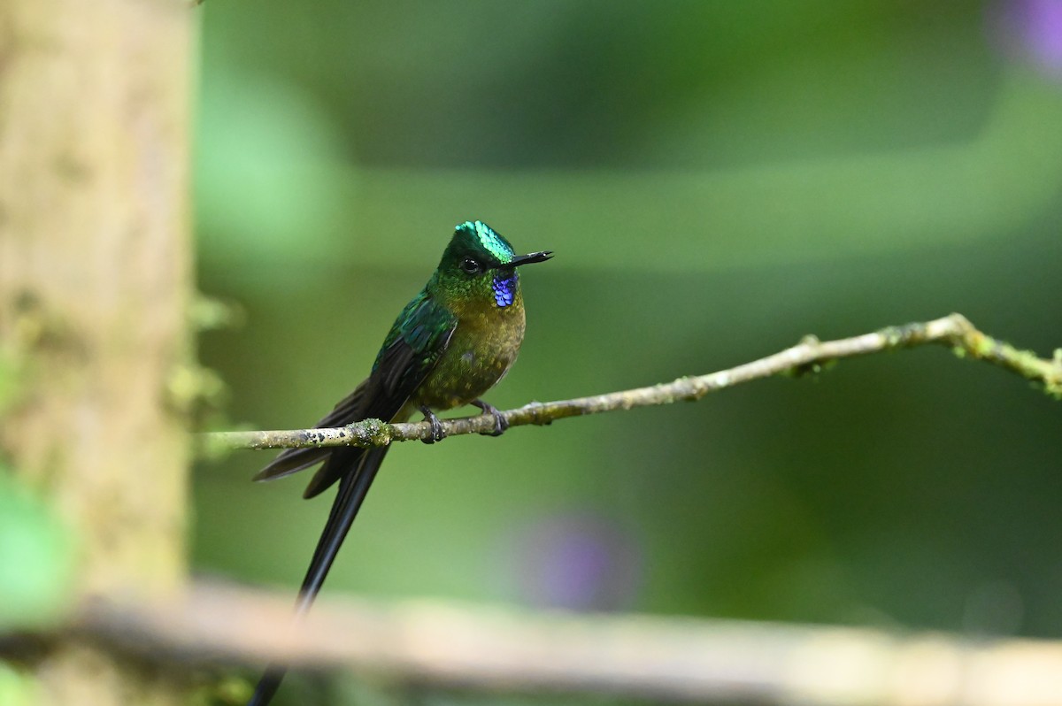 Violet-tailed Sylph - ML621544843