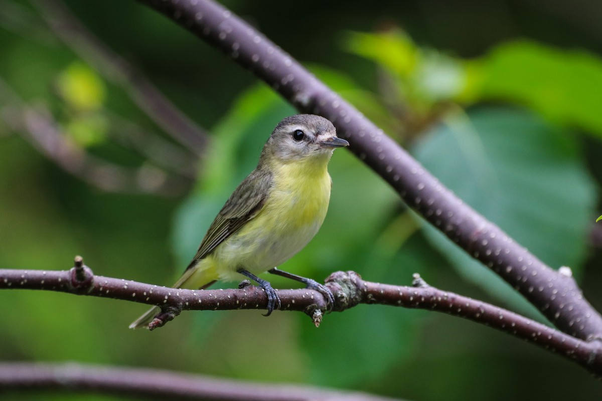 Philadelphia Vireo - ML621544939