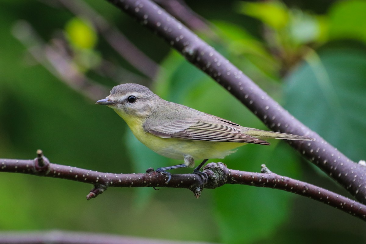 Philadelphia Vireo - ML621544941