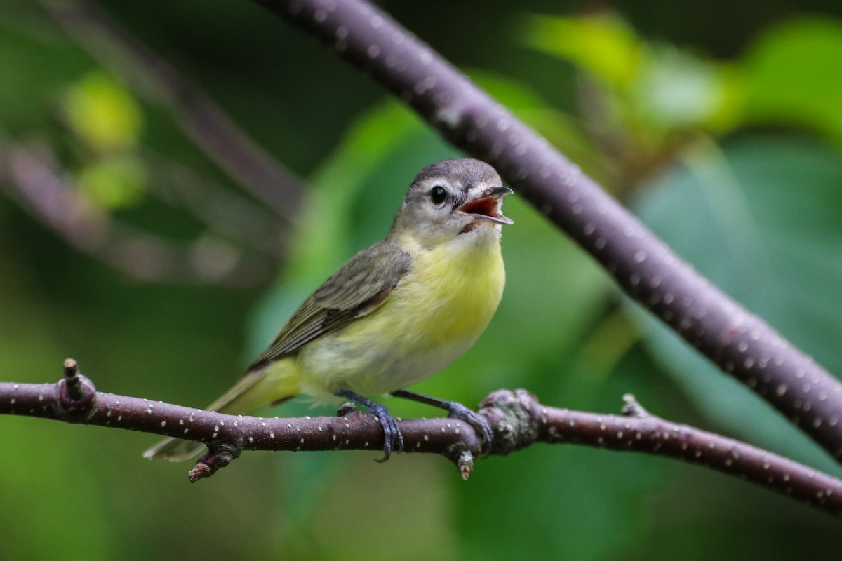 Philadelphia Vireo - ML621544950