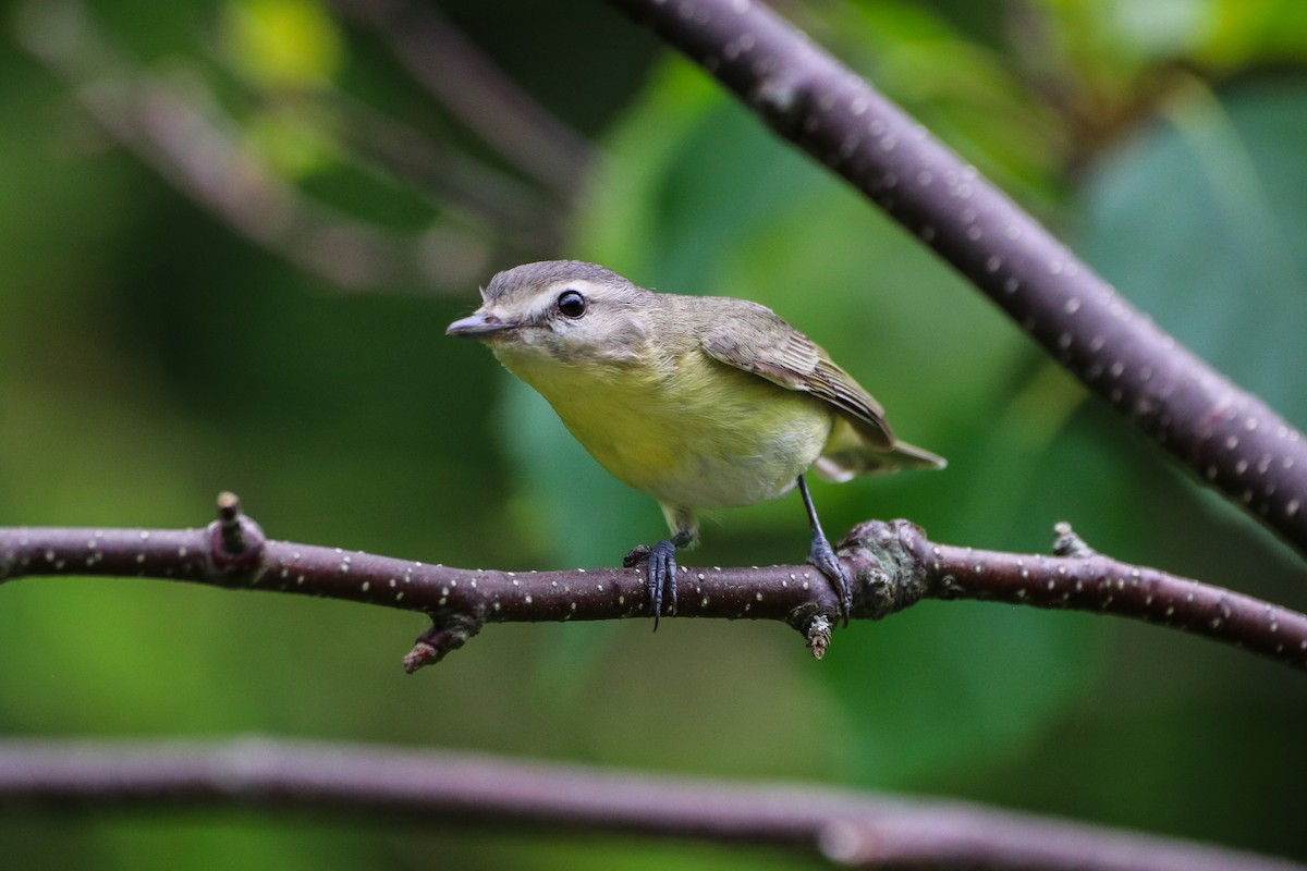 Philadelphia Vireo - ML621544953