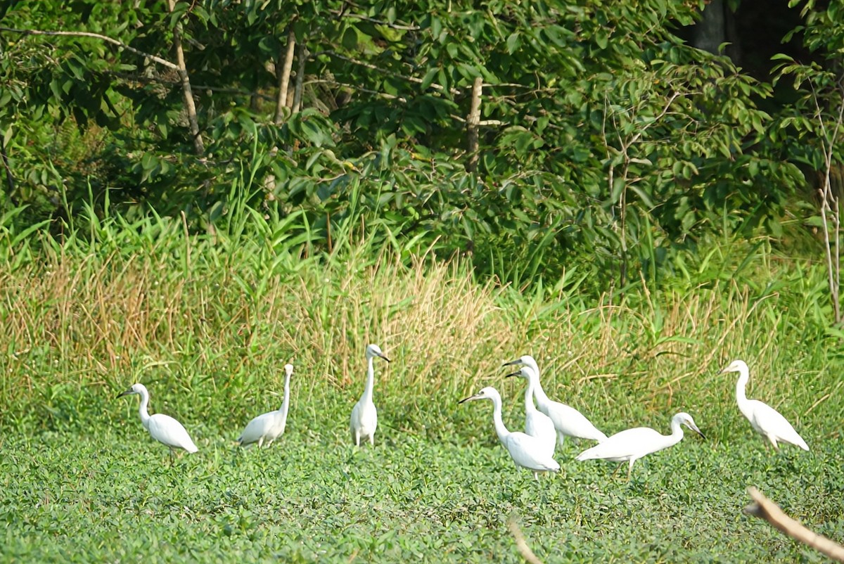 Little Blue Heron - ML621545014