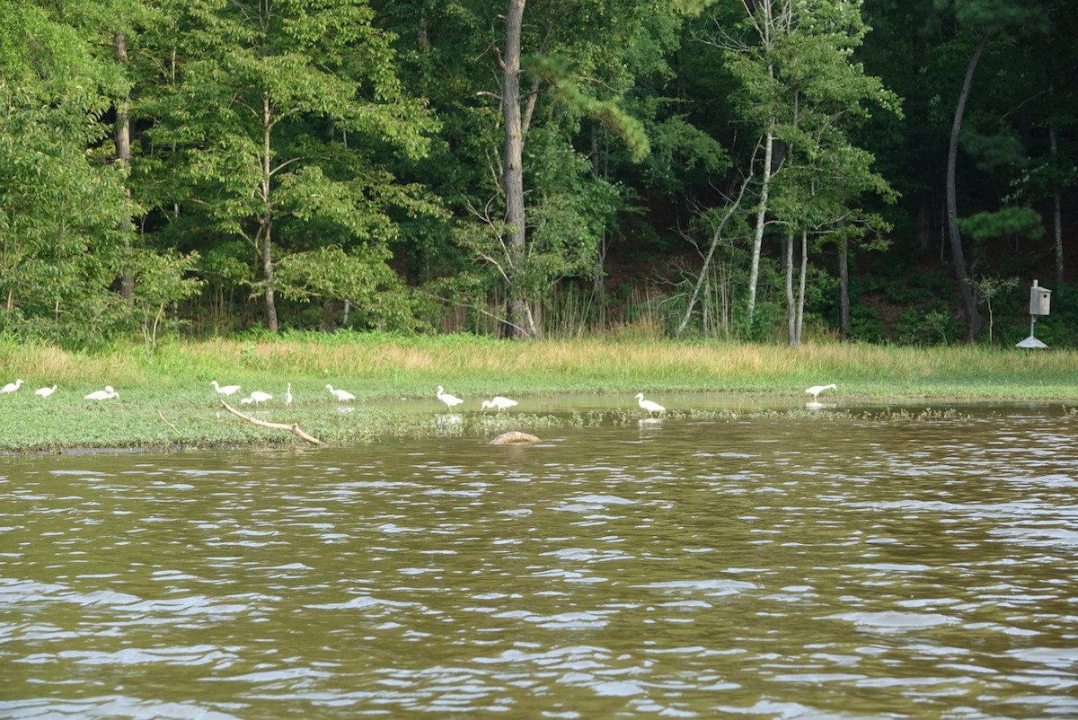 Little Blue Heron - ML621545015