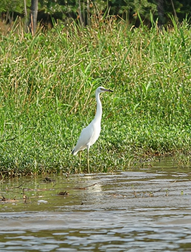 Little Blue Heron - ML621545016