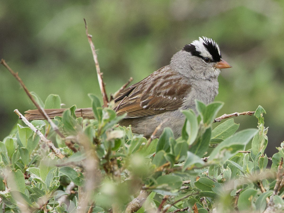 White-crowned Sparrow (oriantha) - ML621545057