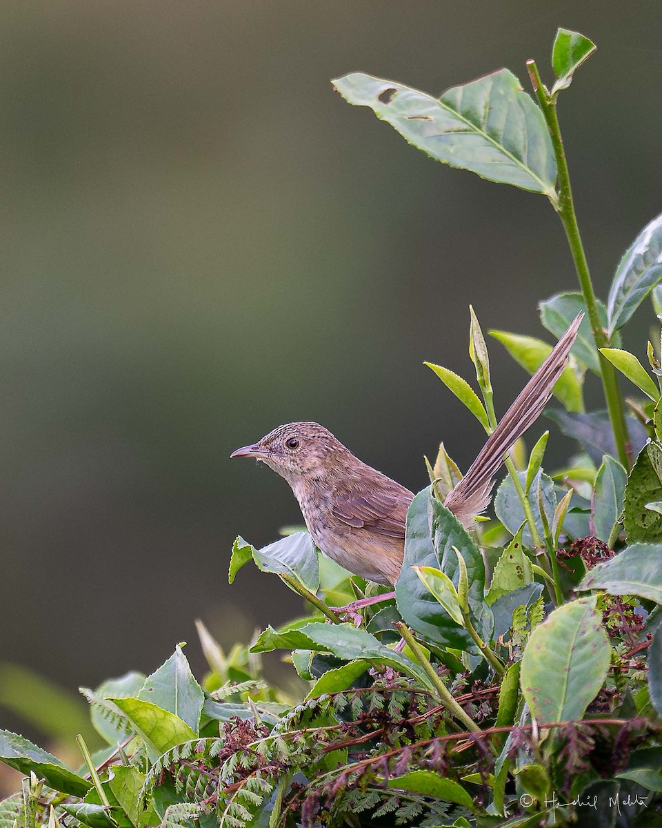 Himalayan Prinia - ML621545074