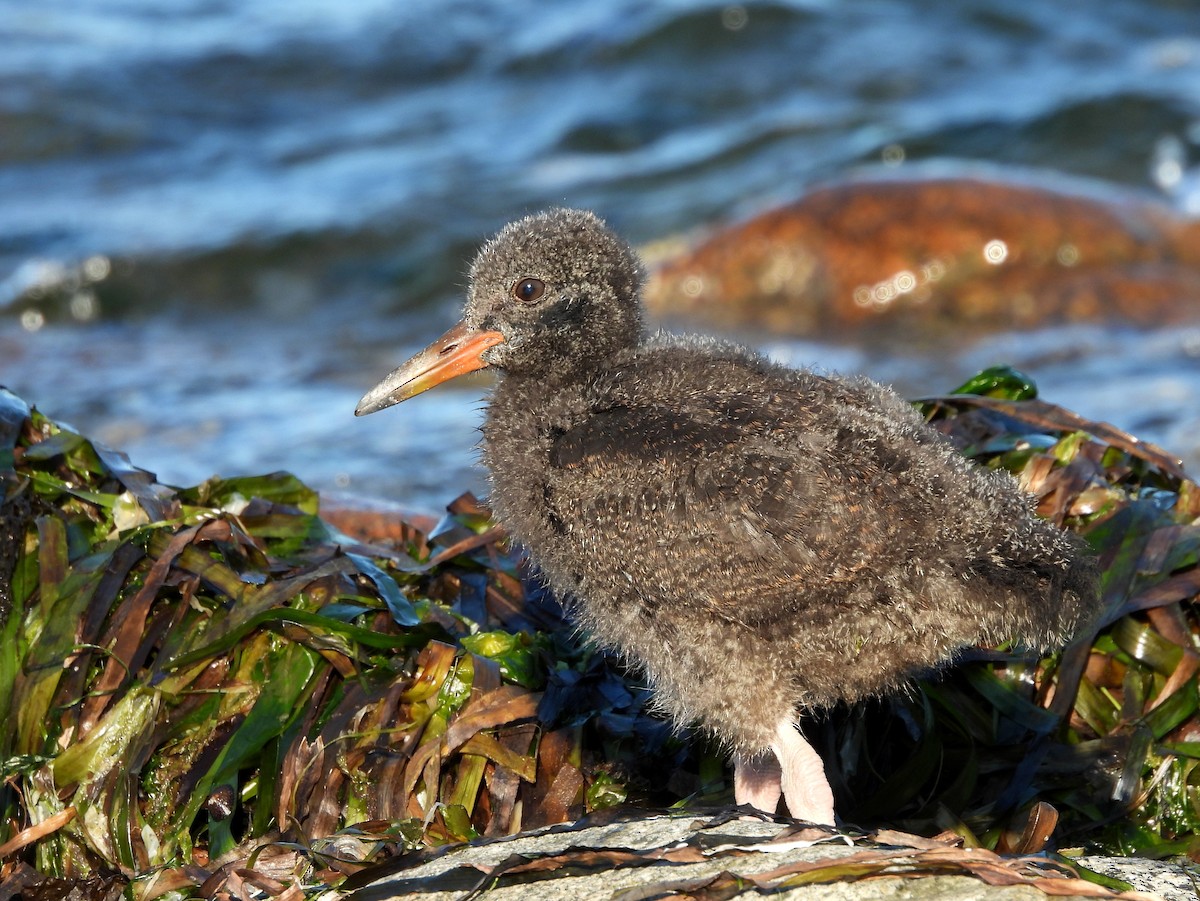 Black Oystercatcher - ML621545086