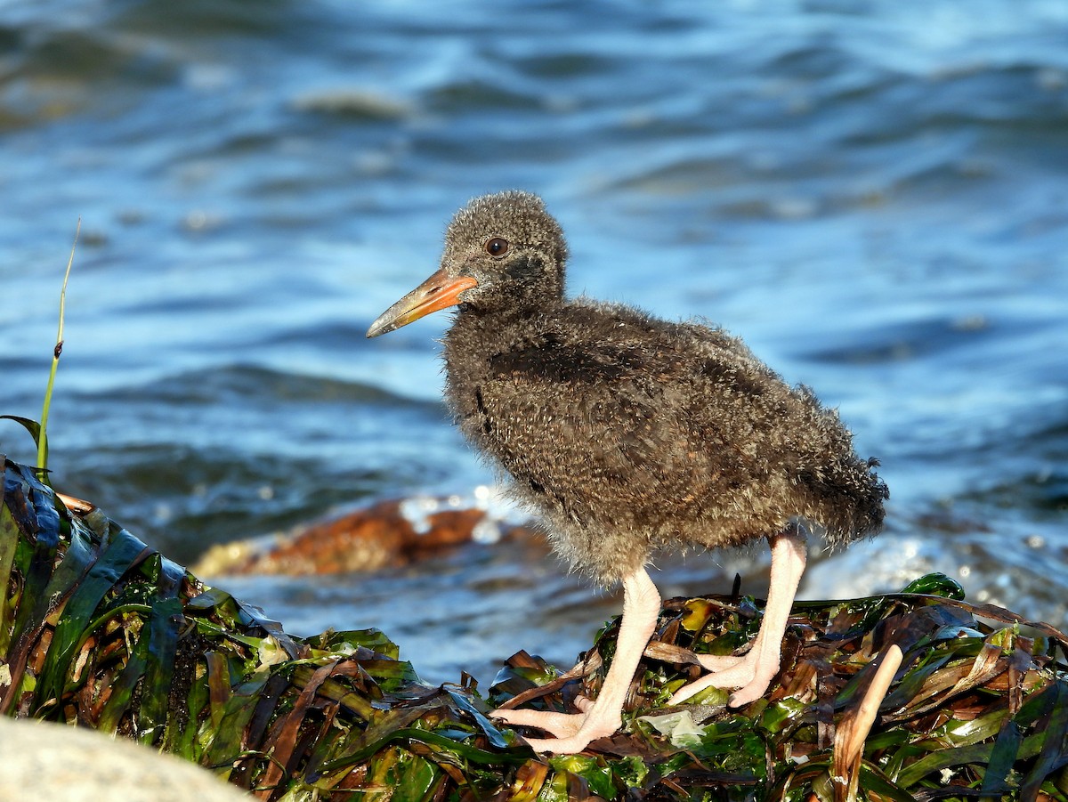 Black Oystercatcher - ML621545090