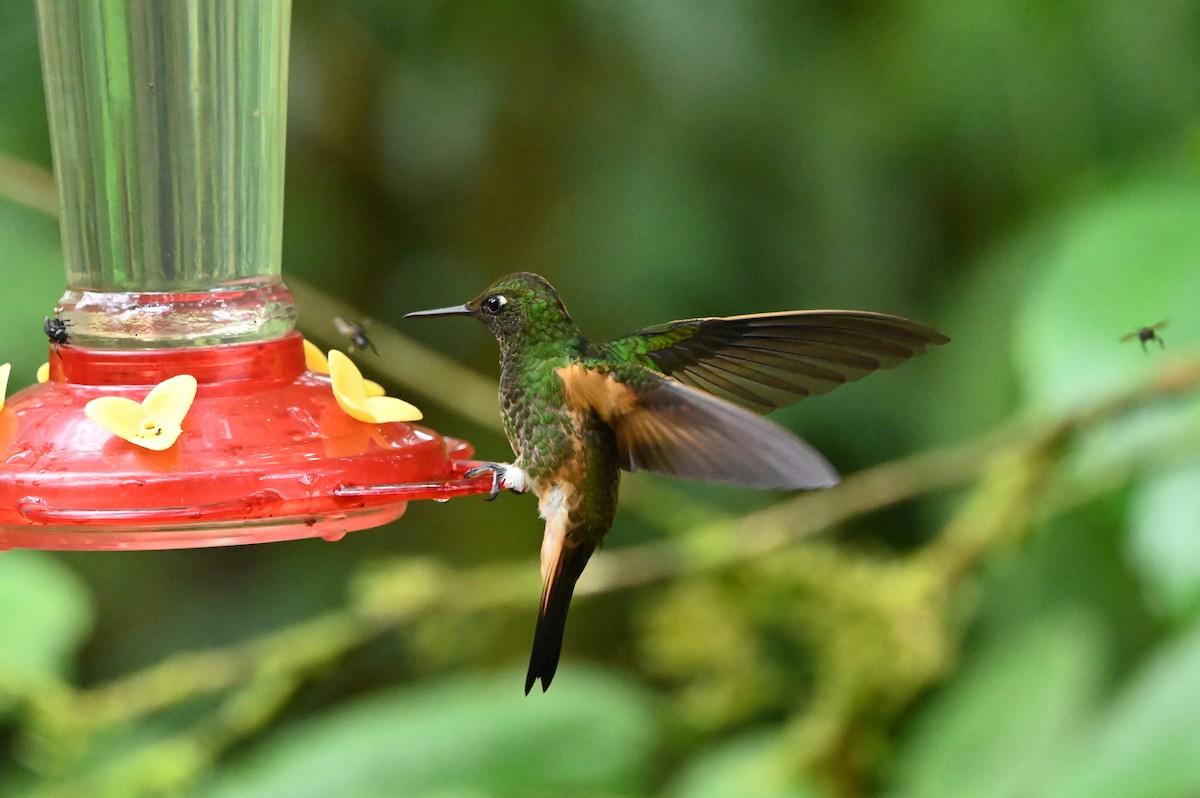 kolibřík žlutoocasý - ML621545122