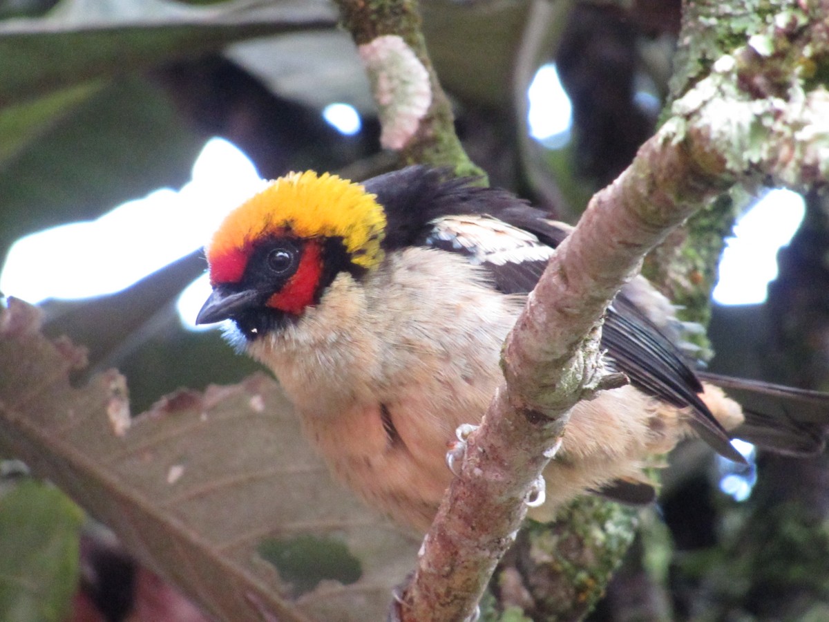 Flame-faced Tanager - ML621545127