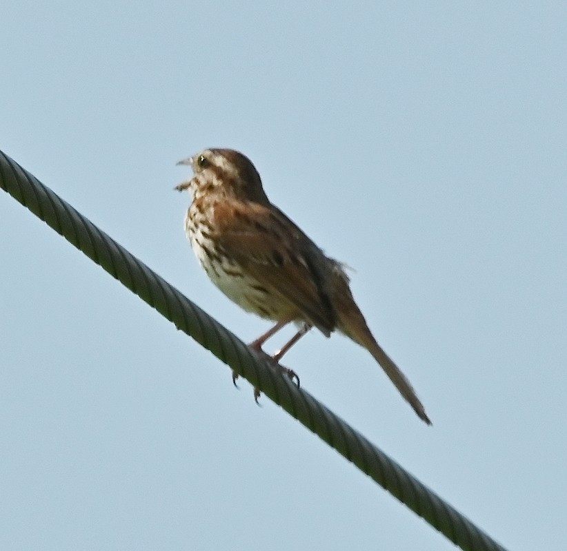 Song Sparrow - ML621545148