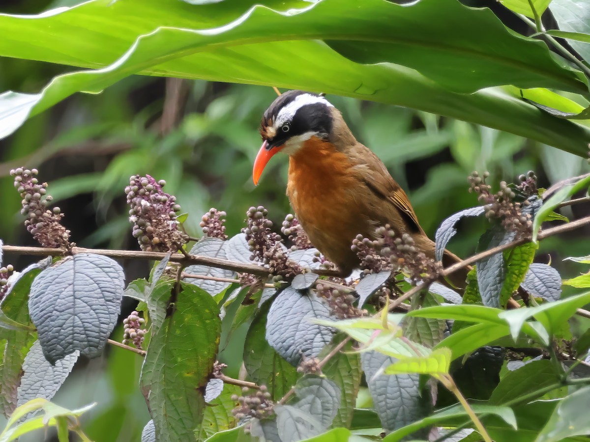 Black-crowned Scimitar-Babbler - ML621545150