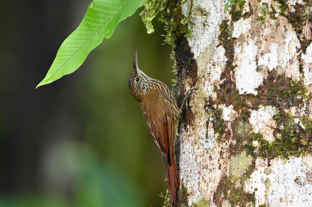 Montane Woodcreeper - ML621545157