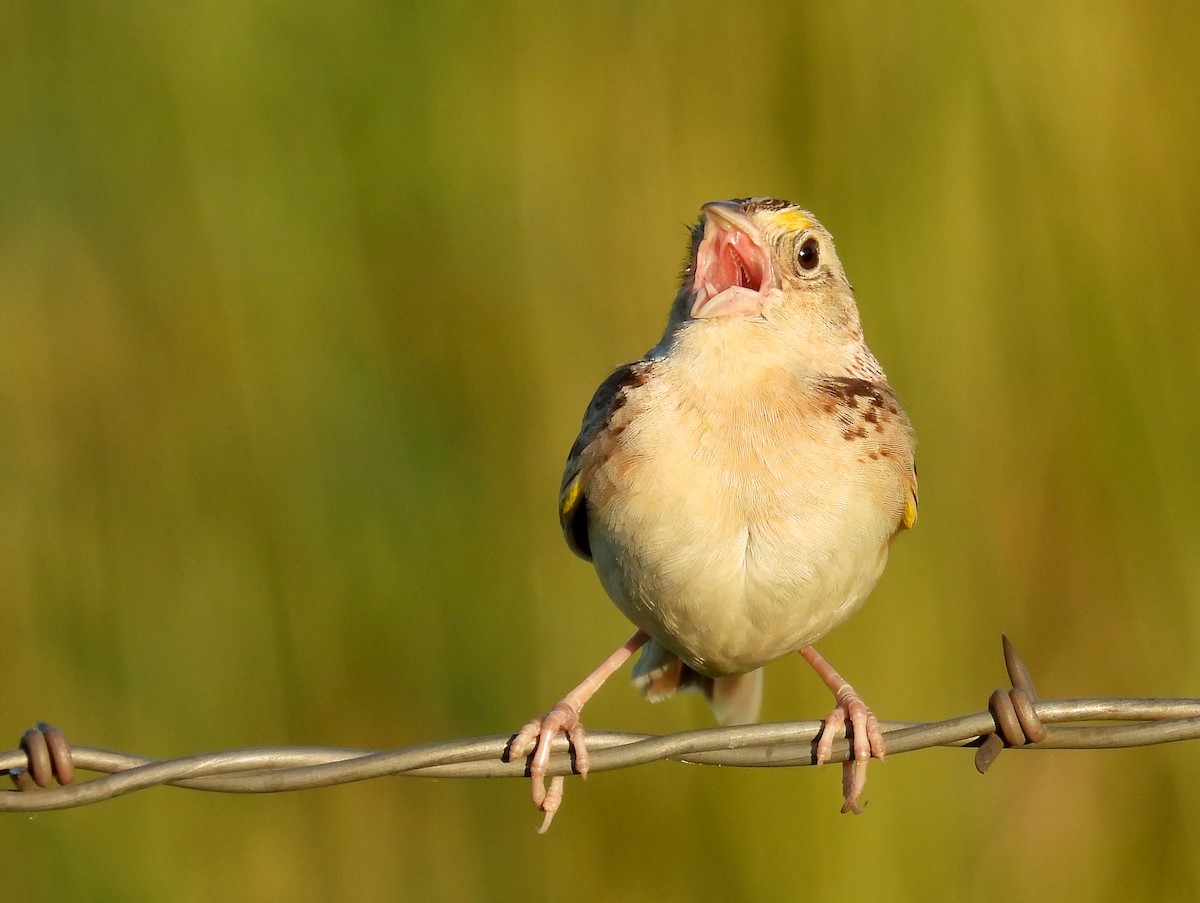 Grasshopper Sparrow - ML621545197