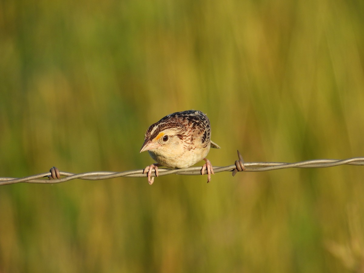 Grasshopper Sparrow - ML621545199