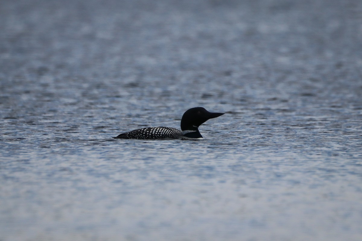 Common Loon - ML621545343