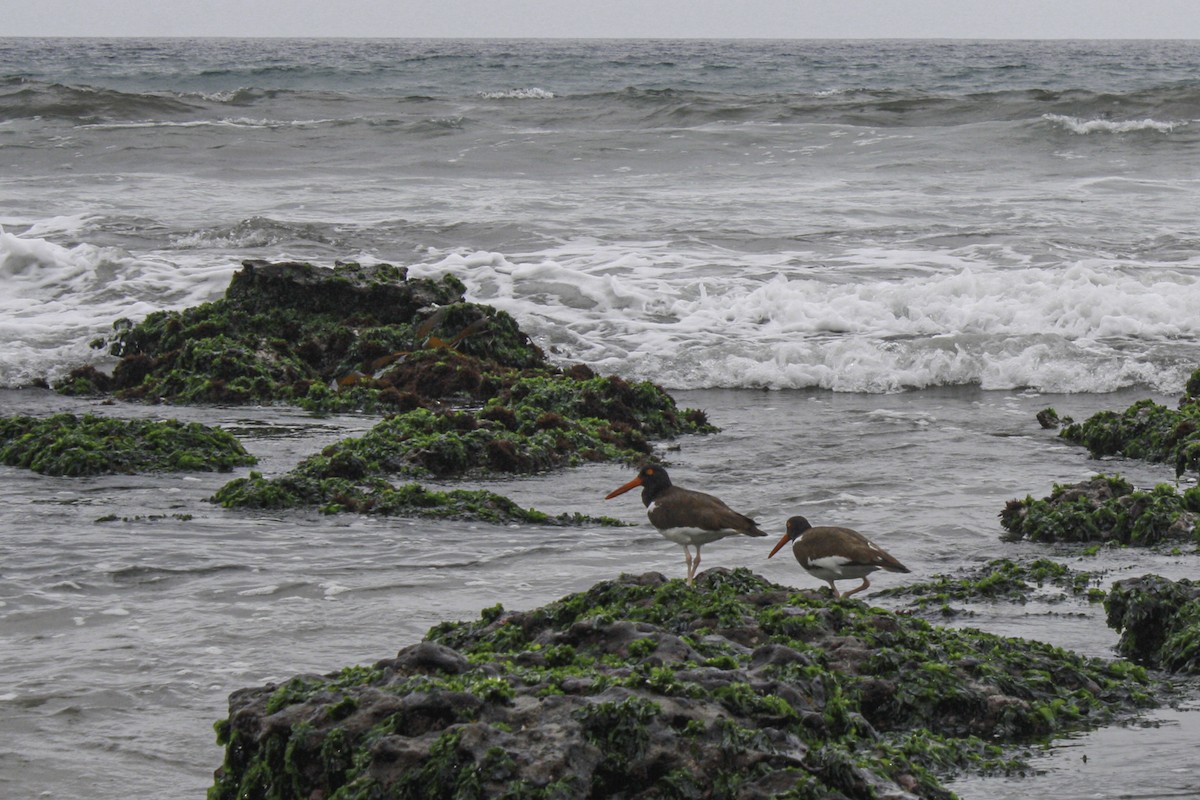 American Oystercatcher - ML621545352