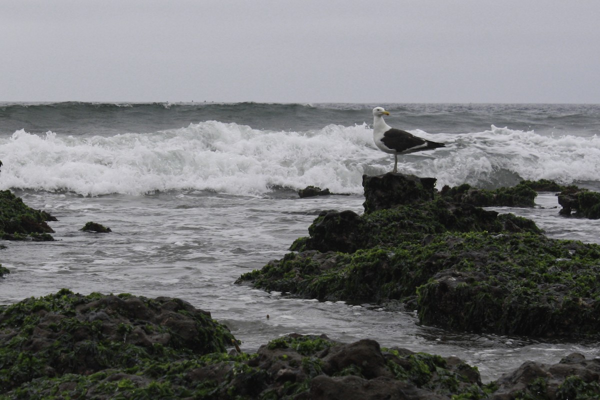 Kelp Gull - ML621545358