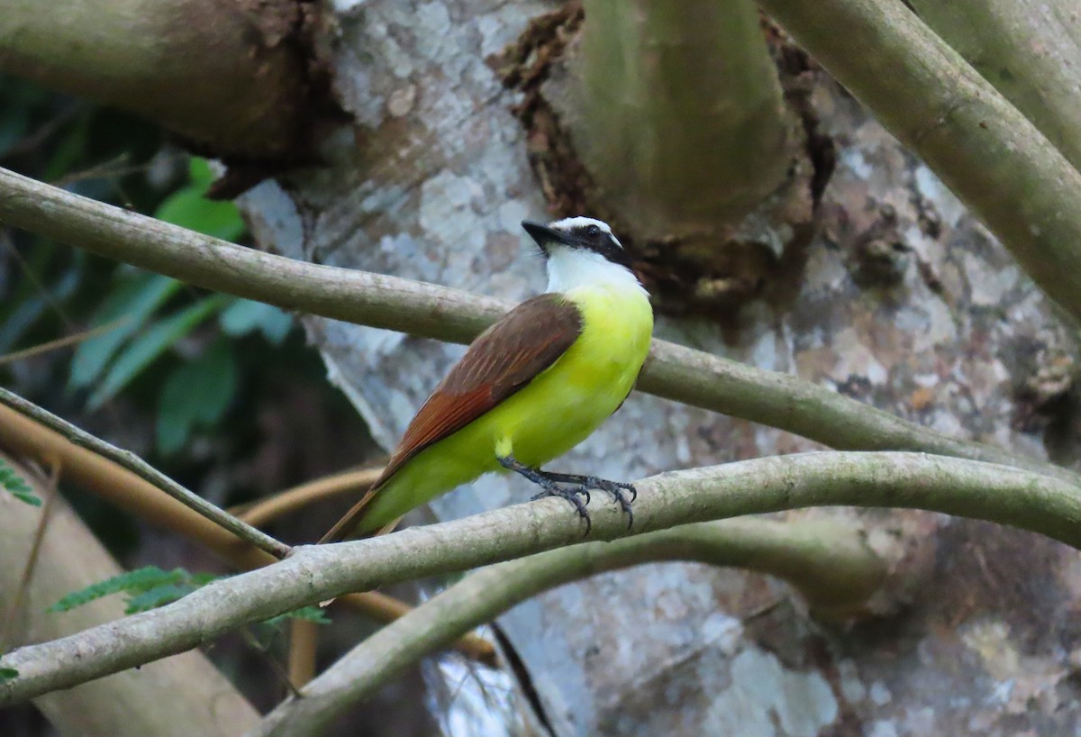 Great Kiskadee - ML621545362
