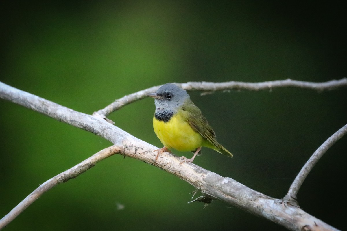 Mourning Warbler - ML621545369