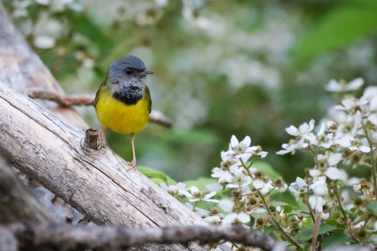 Mourning Warbler - ML621545370