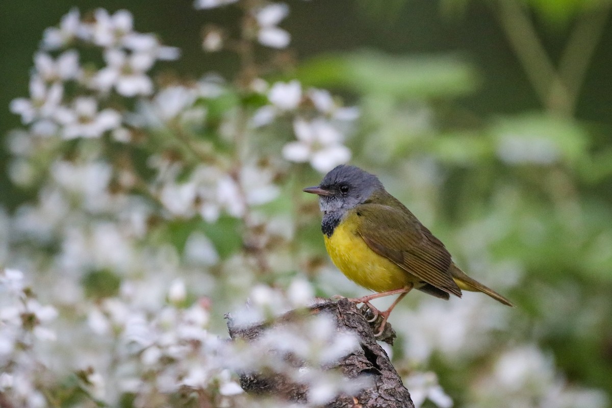 Mourning Warbler - ML621545371