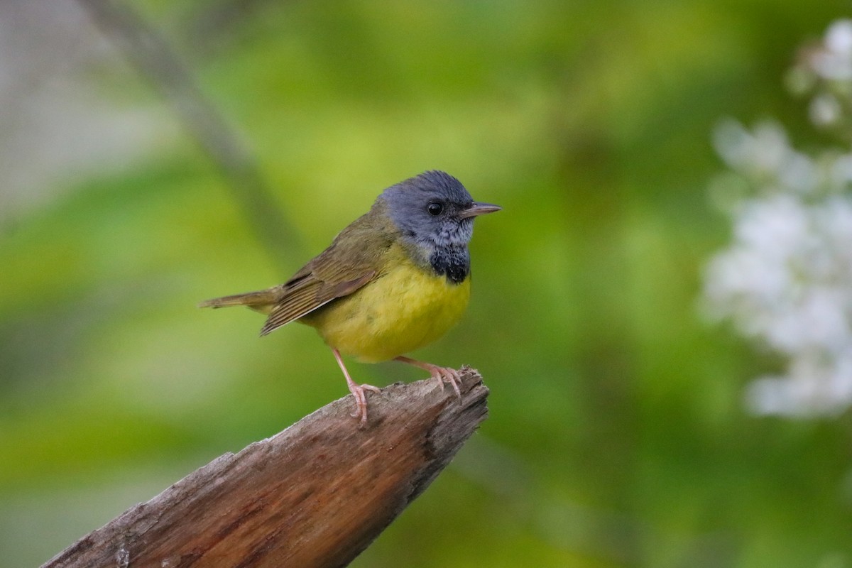 Mourning Warbler - ML621545372