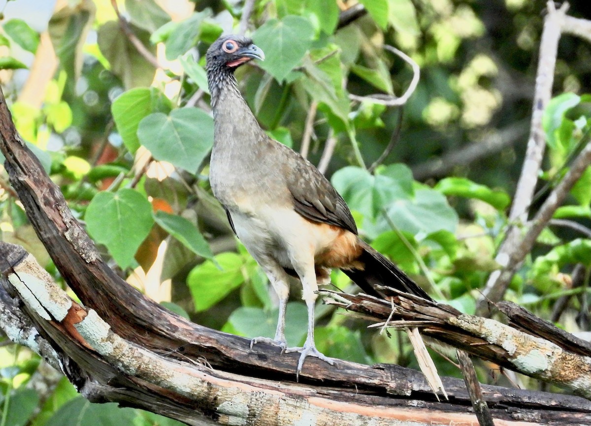 West Mexican Chachalaca - ML621545421