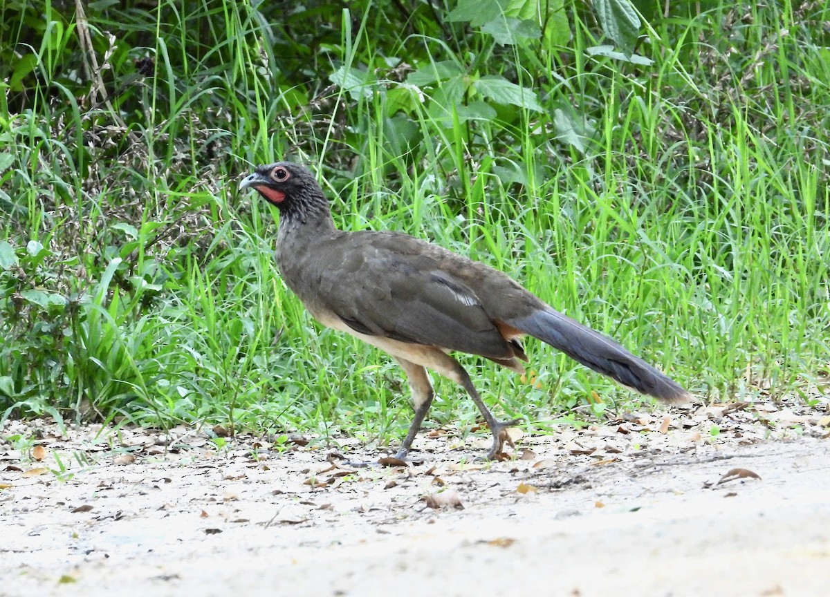 West Mexican Chachalaca - ML621545424