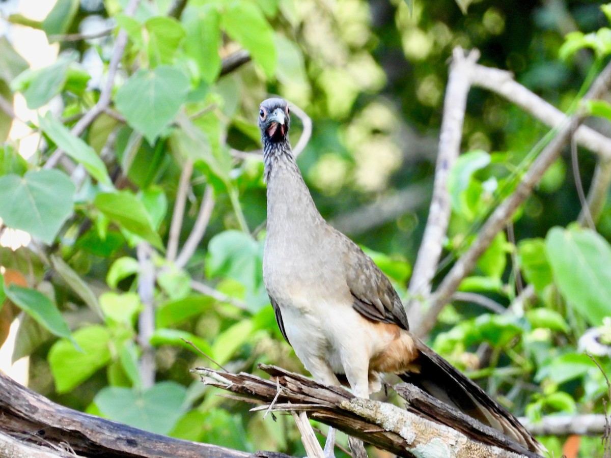 West Mexican Chachalaca - ML621545425