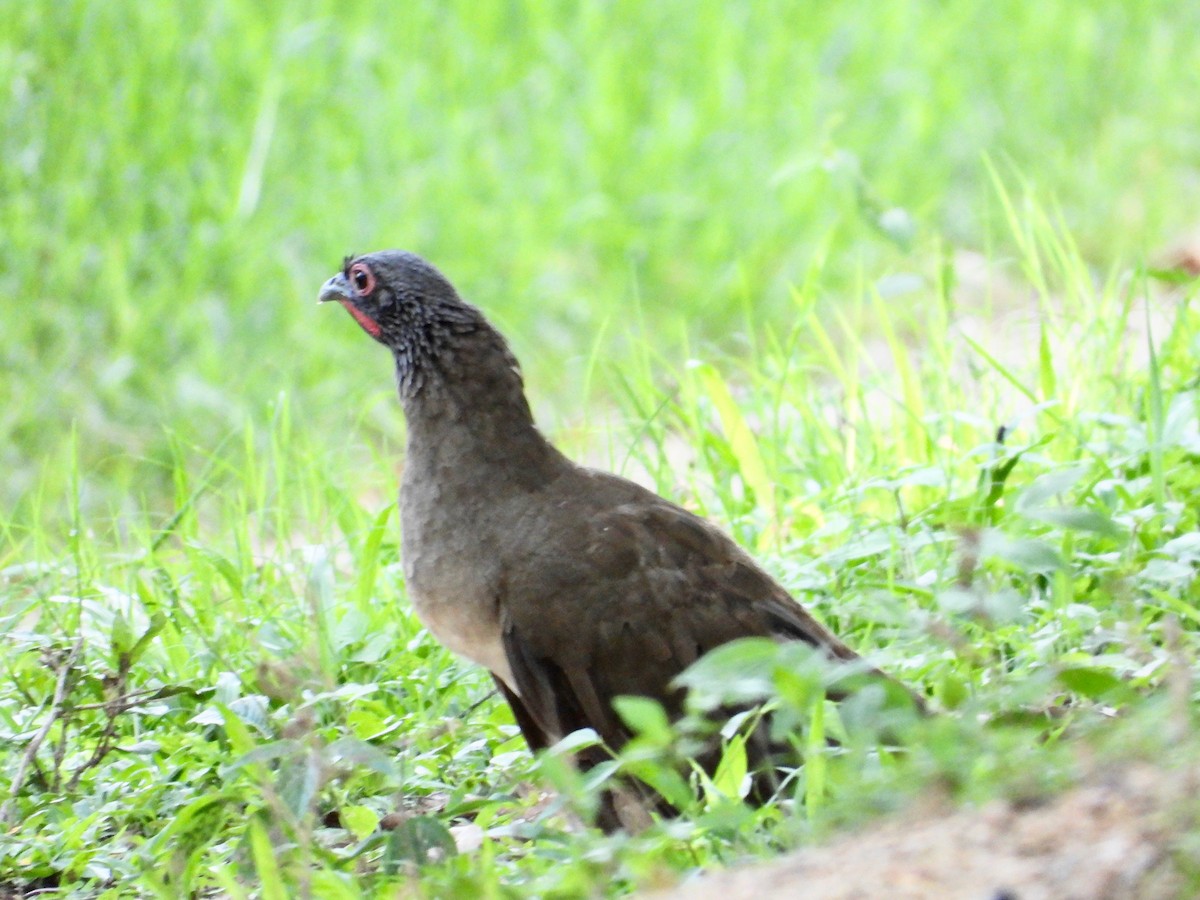 West Mexican Chachalaca - ML621545426