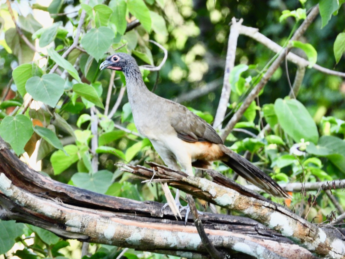 West Mexican Chachalaca - ML621545427