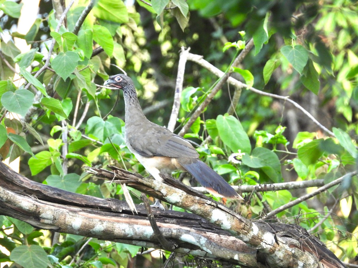 West Mexican Chachalaca - ML621545428