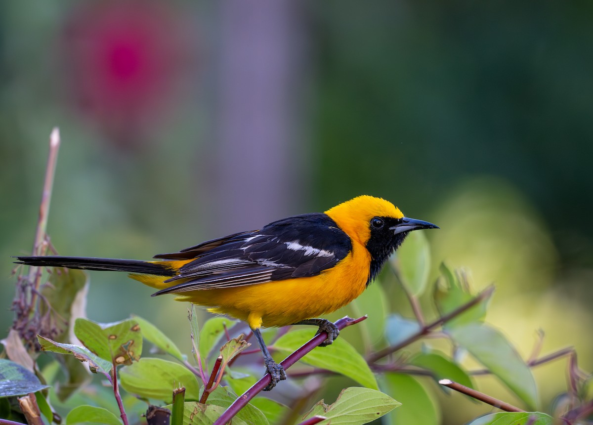 Hooded Oriole - Herb Elliott