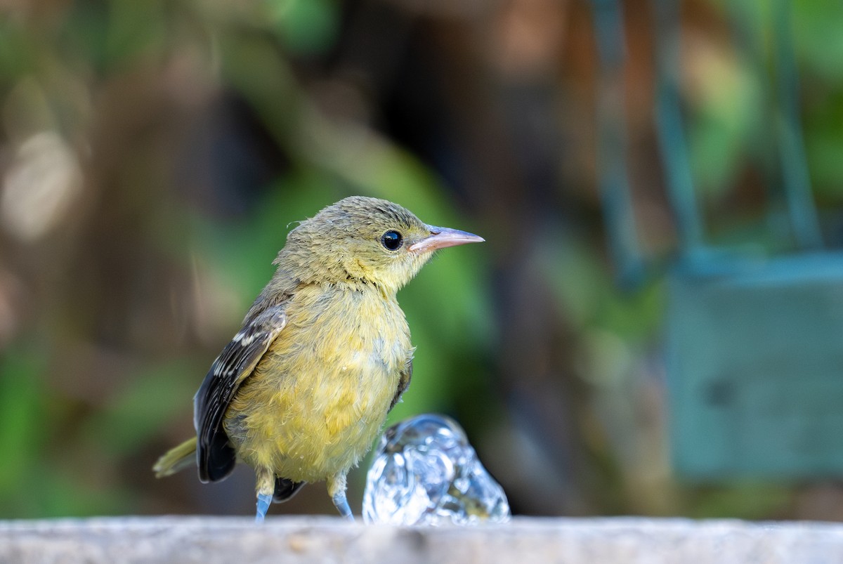 Hooded Oriole - ML621545457