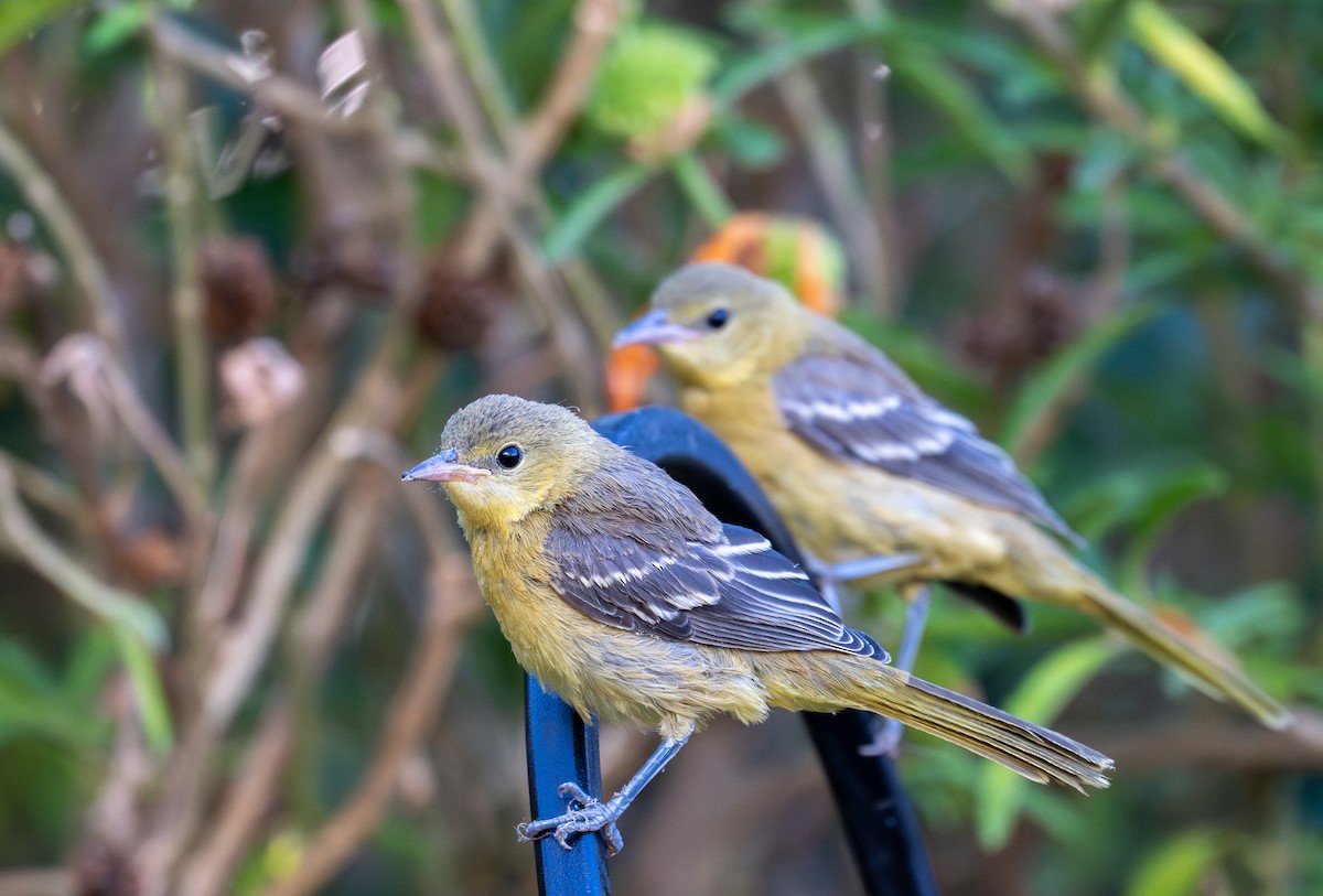 Hooded Oriole - ML621545462