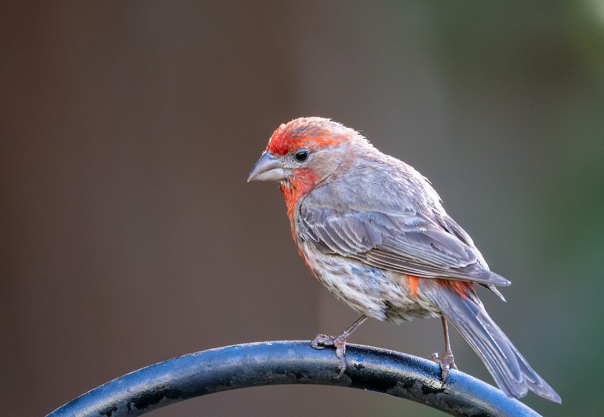 House Finch - ML621545478