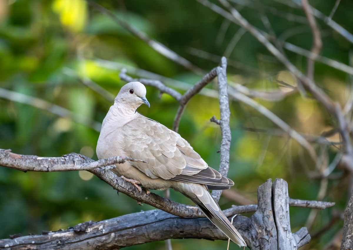 Eurasian Collared-Dove - ML621545514