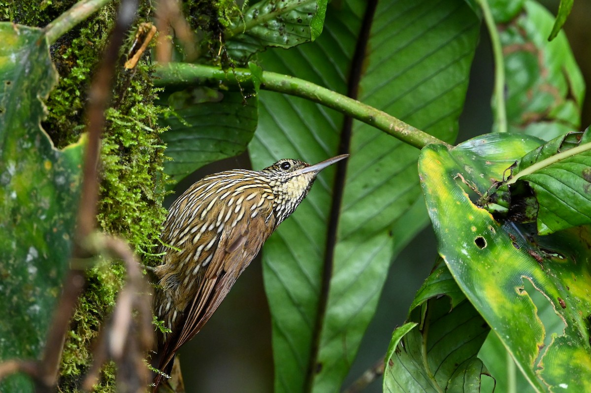 Montane Woodcreeper - ML621545527