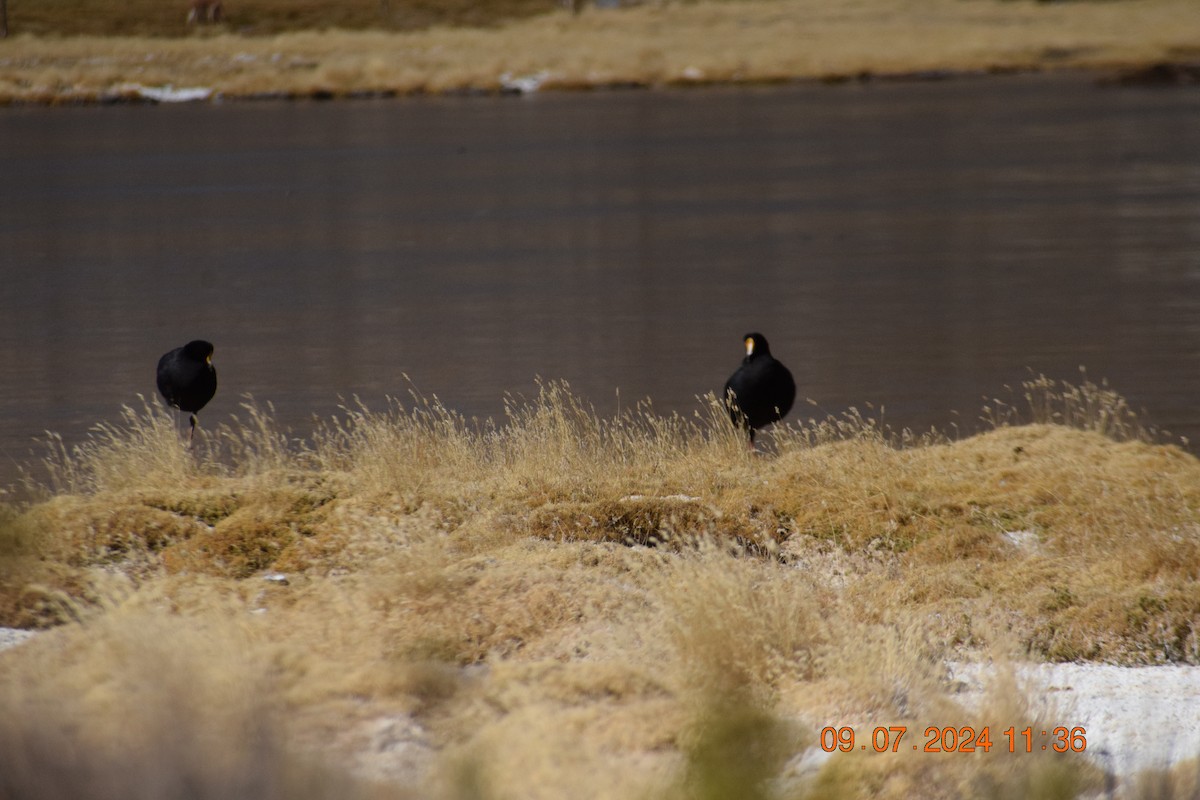 Giant Coot - ML621545591